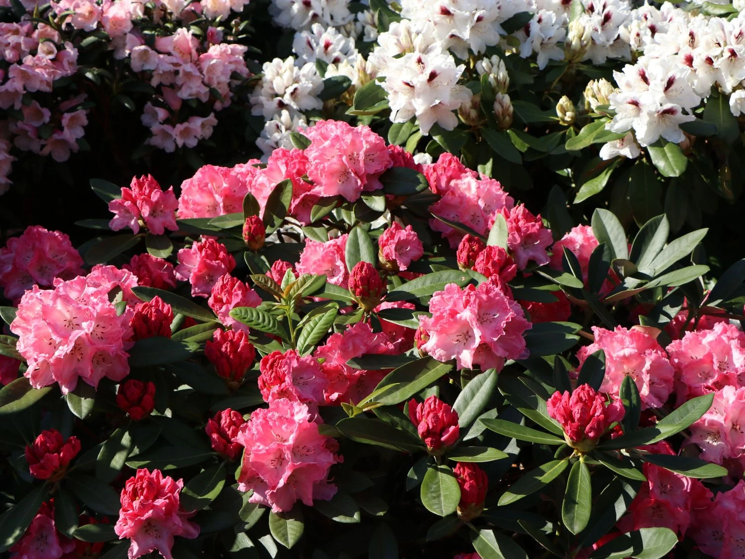 Rhododendron 'Rendezvous' 1 Rhododendron 'Rendezvous'