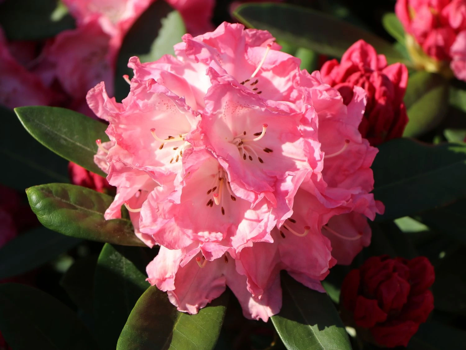 Rhododendron 'Rendezvous' 2 Rhododendron 'Rendezvous' – Bild 2