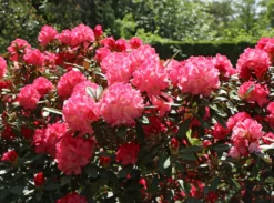 Rhododendron 'Rendezvous' 6 Rhododendron 'Rendezvous' -Deutschland Garten Funk Verkaufs-Shop rhododendron rendezvous m004006 w 1