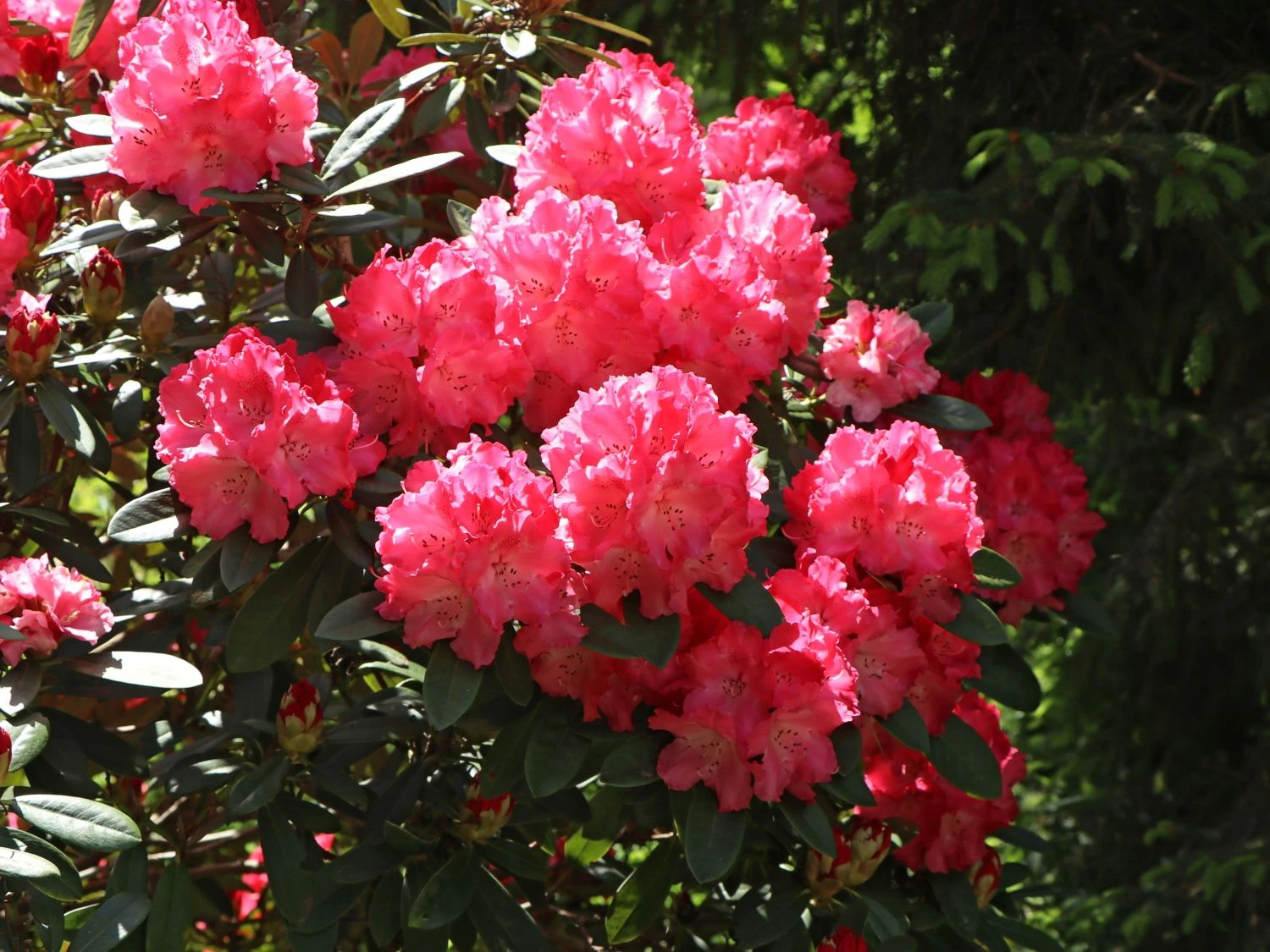 Rhododendron 'Rendezvous' 4 Rhododendron 'Rendezvous' – Bild 4