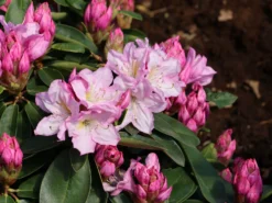 Rhododendron 'Rosé Duft'