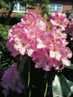 Rhododendron 'Rosé Duft' -Deutschland Garten Funk Verkaufs-Shop rhododendron ros duft m003880 w 0