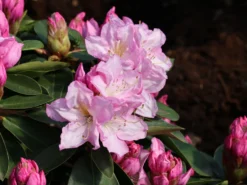 Rhododendron 'Rosé Duft' -Deutschland Garten Funk Verkaufs-Shop rhododendron ros duft m003880 w 2