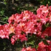 Rhododendron 'Rosennköpfchen'