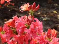 Rhododendron 'Rosennköpfchen' 6 Rhododendron 'Rosennköpfchen' -Deutschland Garten Funk Verkaufs-Shop rhododendron rosennkoepfchen m096850 w 0