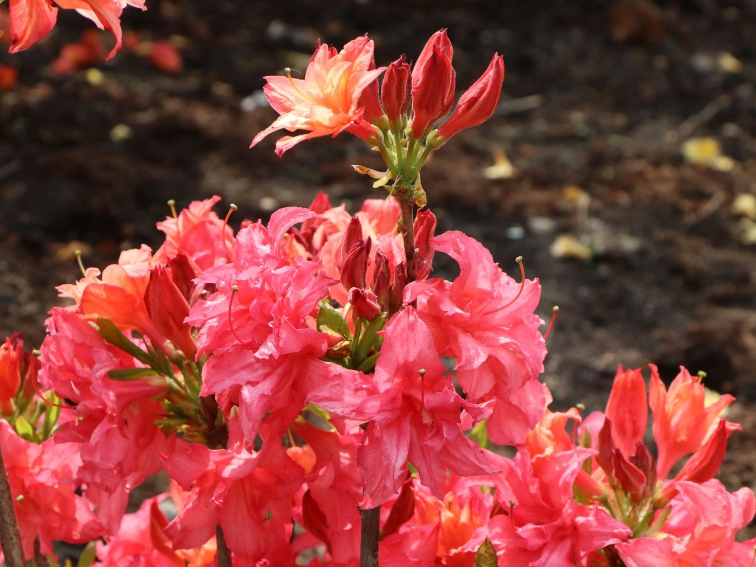 Rhododendron 'Rosennköpfchen' 3 Rhododendron 'Rosennköpfchen' – Bild 3