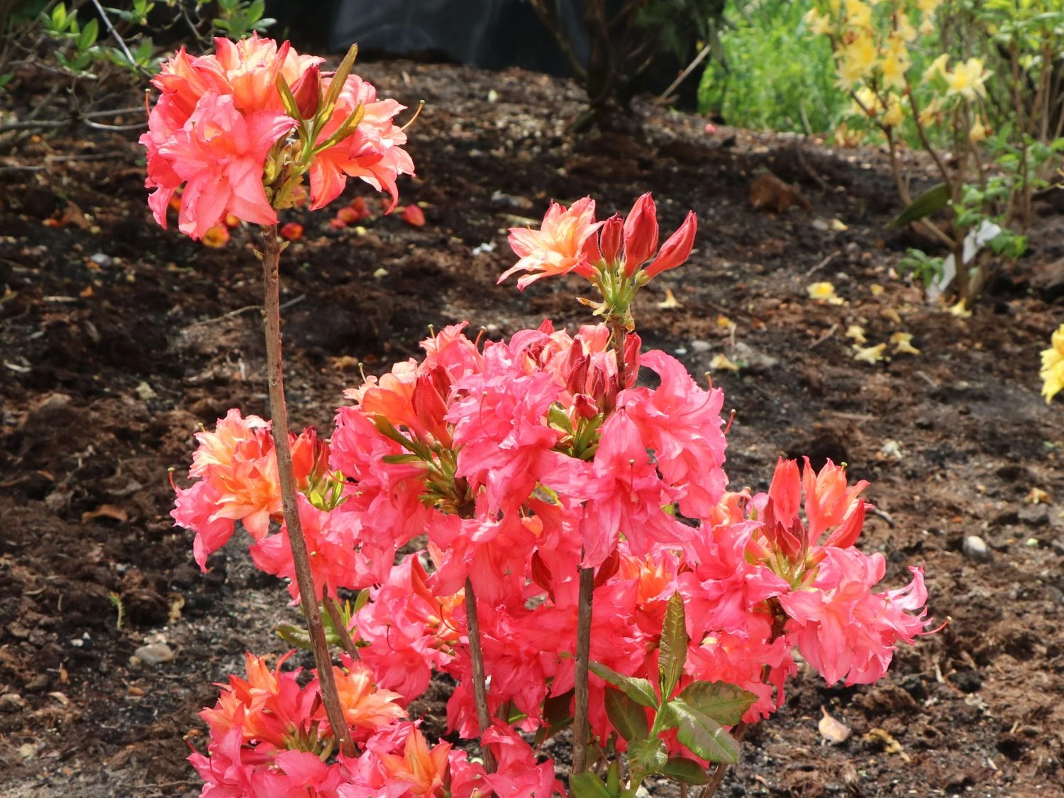 Rhododendron 'Rosennköpfchen' 2 Rhododendron 'Rosennköpfchen' – Bild 2