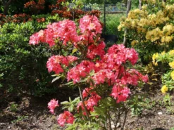 Rhododendron 'Rosennköpfchen' 7 Rhododendron 'Rosennköpfchen' -Deutschland Garten Funk Verkaufs-Shop rhododendron rosennkoepfchen m096850 w 2