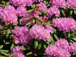 Rhododendron 'Roseum Elegans' -Deutschland Garten Funk Verkaufs-Shop rhododendron roseum elegans m002348 w 1