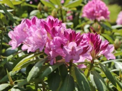 Rhododendron 'Roseum Elegans' -Deutschland Garten Funk Verkaufs-Shop rhododendron roseum elegans m002348 w 4