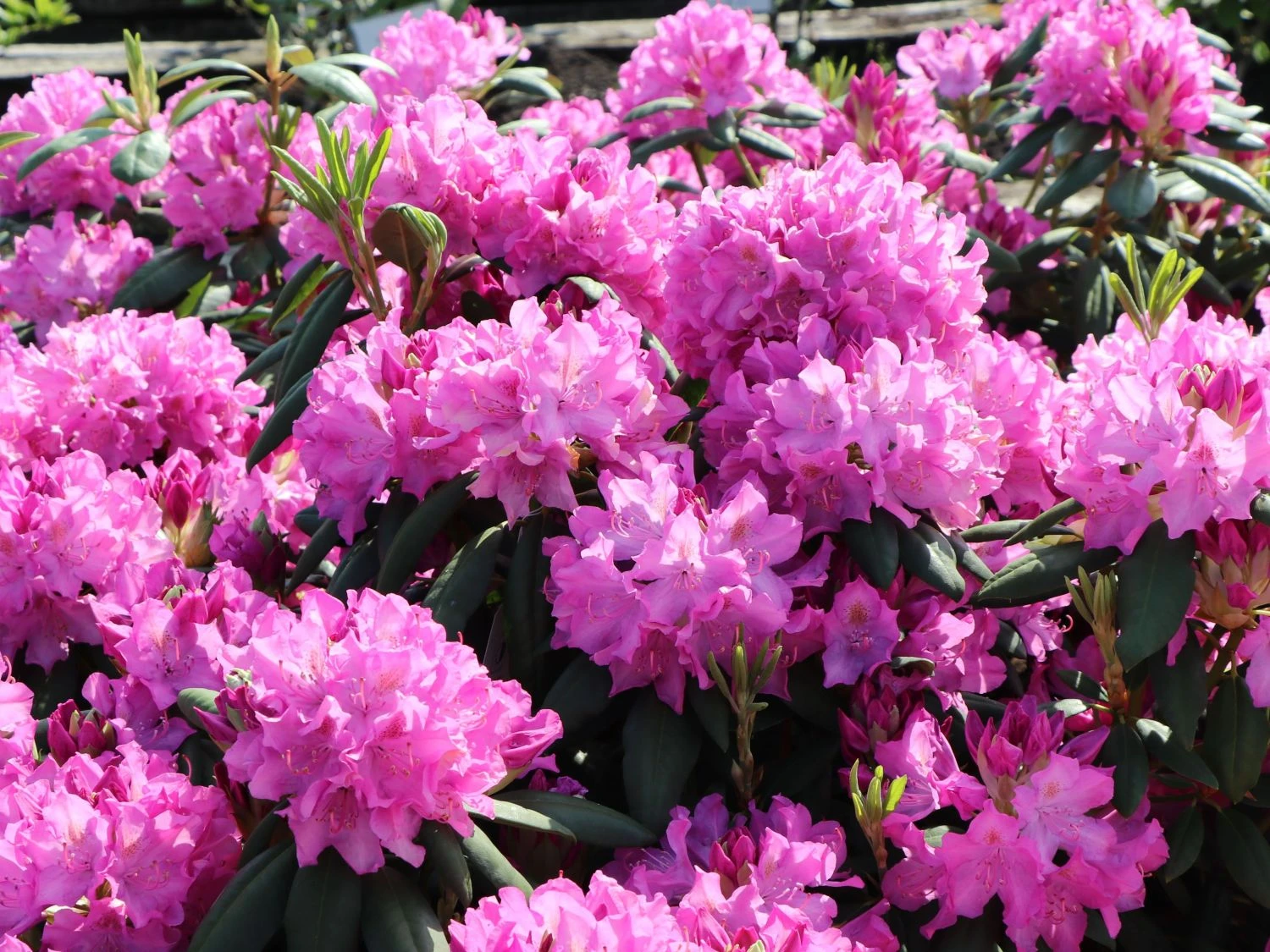 Rhododendron 'Roseum Pink' 1 Rhododendron 'Roseum Pink'