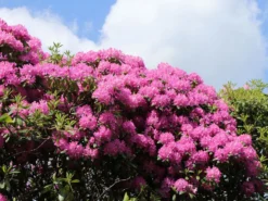 Rhododendron 'Roseum Pink' 11 Rhododendron 'Roseum Pink' -Deutschland Garten Funk Verkaufs-Shop rhododendron roseum pink m009090 w 0
