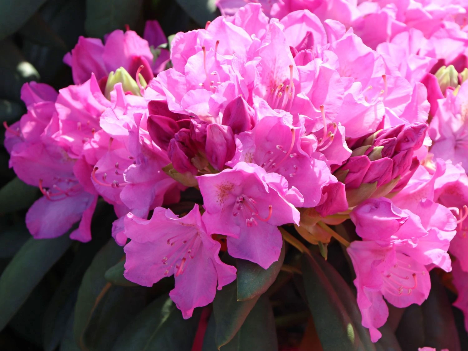 Rhododendron 'Roseum Pink' 3 Rhododendron 'Roseum Pink' – Bild 3