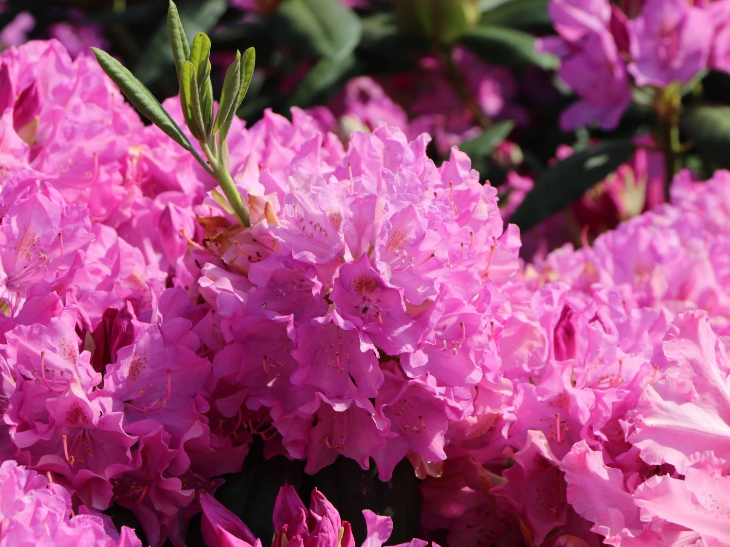 Rhododendron 'Roseum Pink' 5 Rhododendron 'Roseum Pink' – Bild 5