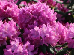 Rhododendron 'Roseum Pink' 9 Rhododendron 'Roseum Pink' -Deutschland Garten Funk Verkaufs-Shop rhododendron roseum pink m009090 w 3