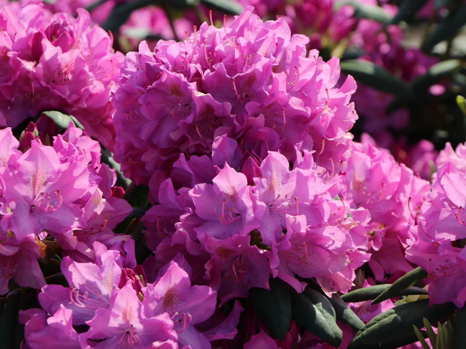 Rhododendron 'Roseum Pink' 4 Rhododendron 'Roseum Pink' – Bild 4