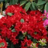 Rhododendron 'Rotkäppchen'