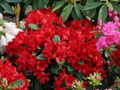 Rhododendron 'Rotkäppchen'