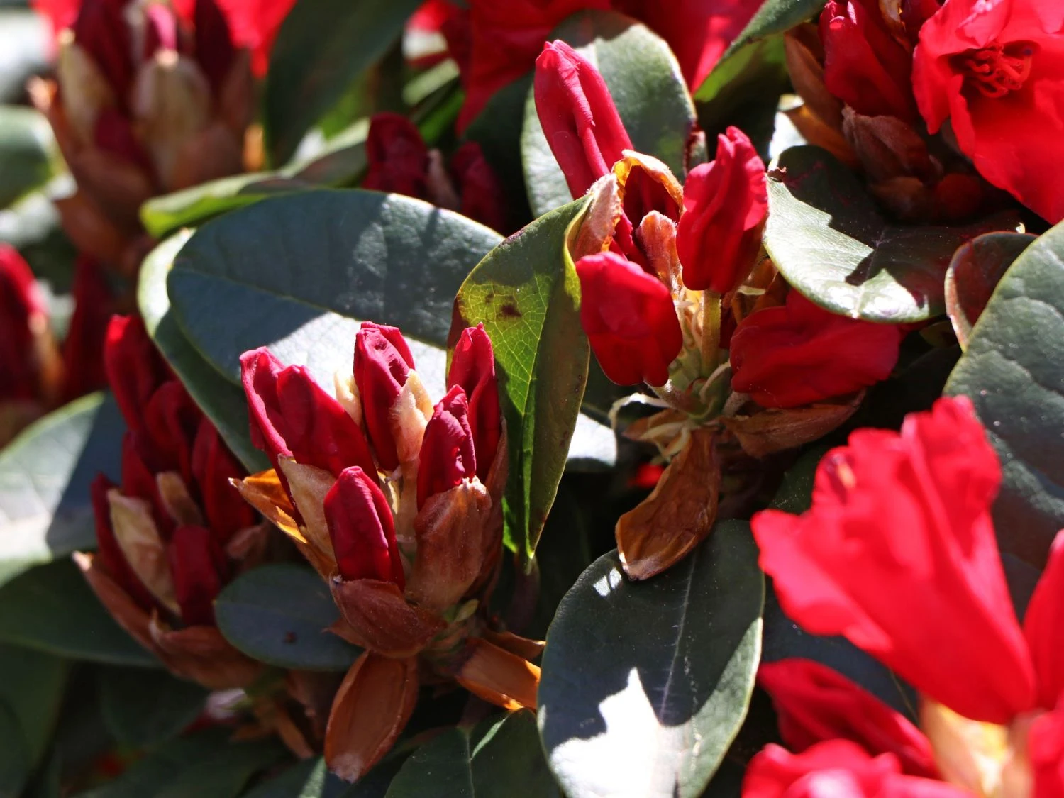 Rhododendron 'Rotkäppchen' 4 Rhododendron 'Rotkäppchen' – Bild 4
