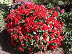 Rhododendron 'Rotkäppchen' 9 Rhododendron 'Rotkäppchen' -Deutschland Garten Funk Verkaufs-Shop rhododendron rotkaeppchen m004228 w 1