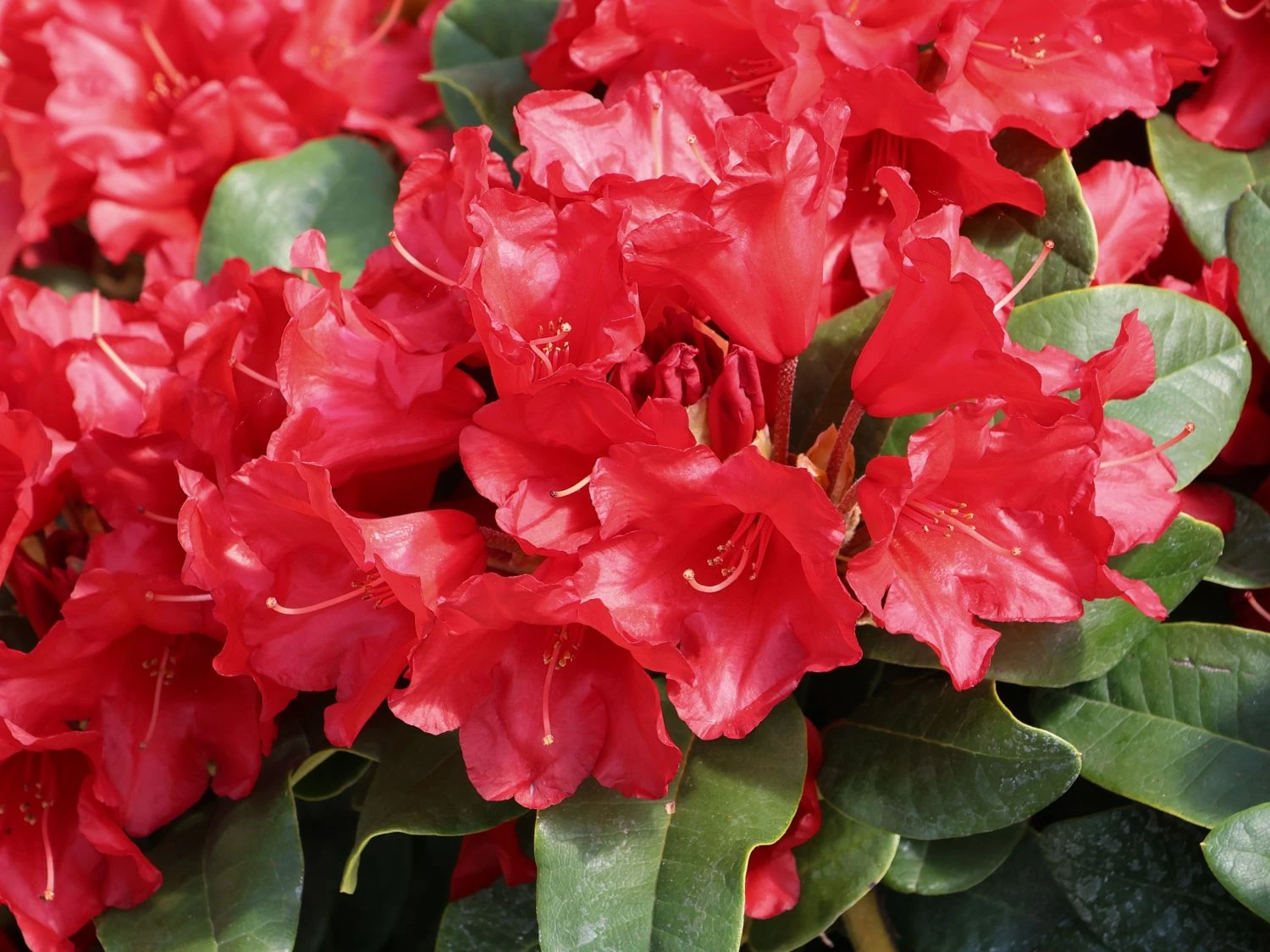 Rhododendron 'Rotkäppchen' 2 Rhododendron 'Rotkäppchen' – Bild 2