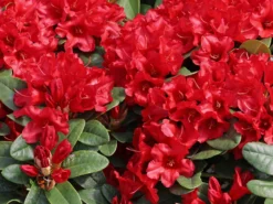 Rhododendron 'Rotkäppchen' 7 Rhododendron 'Rotkäppchen' -Deutschland Garten Funk Verkaufs-Shop rhododendron rotkaeppchen m004228 w 3