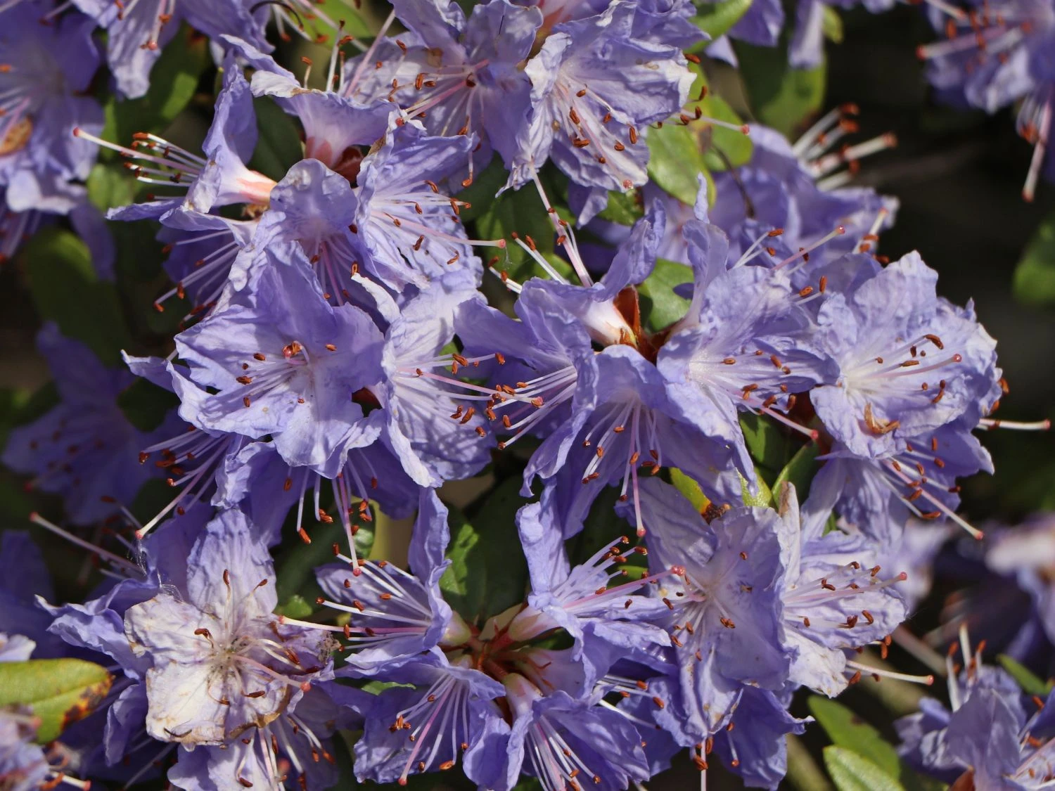 Rhododendron 'Saphirblau' 2 Rhododendron 'Saphirblau' – Bild 2