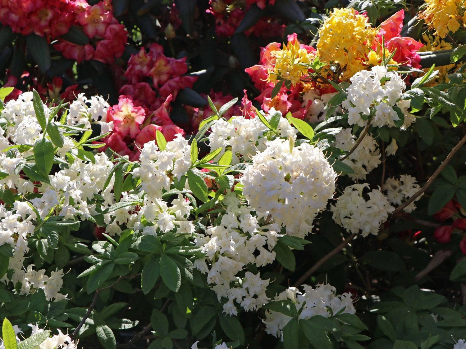 Rhododendron 'Schneeköpfchen' 2 Rhododendron 'Schneeköpfchen' – Bild 2