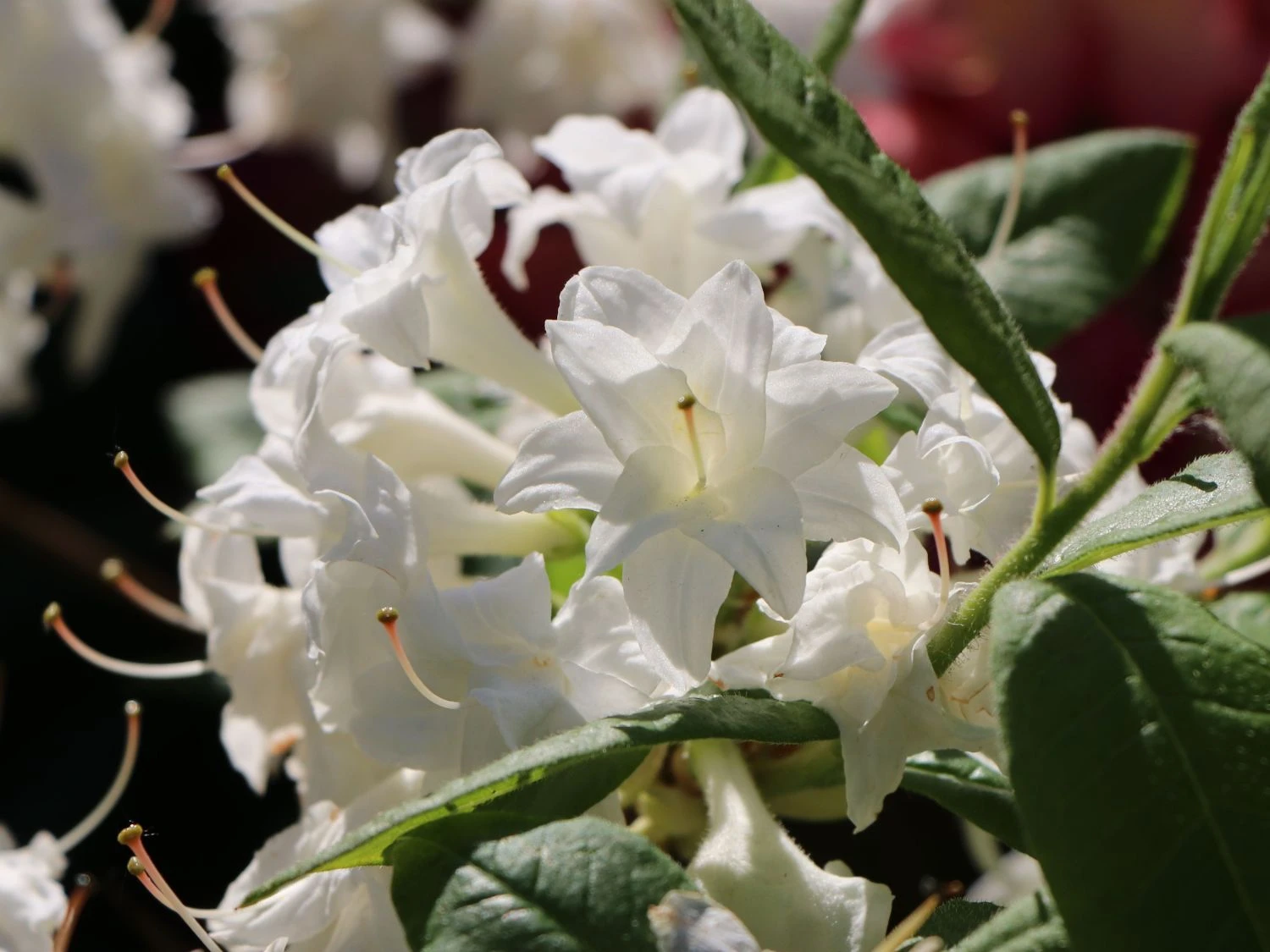 Rhododendron 'Schneeköpfchen' 3 Rhododendron 'Schneeköpfchen' – Bild 3