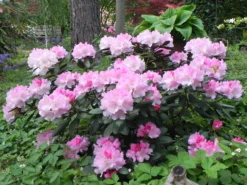 Rhododendron 'Schneekrone' 17 Rhododendron 'Schneekrone' -Deutschland Garten Funk Verkaufs-Shop rhododendron schneekrone m002376 1098677 0