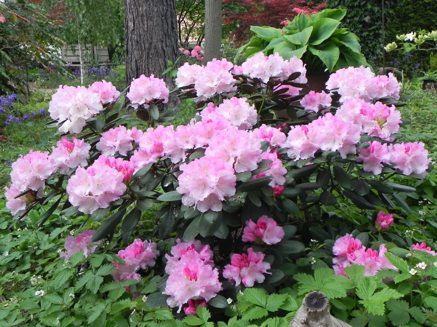 Rhododendron 'Schneekrone' 9 Rhododendron 'Schneekrone' – Bild 9