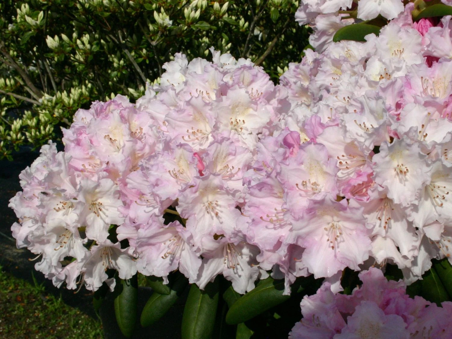 Rhododendron 'Schneekrone' 1 Rhododendron 'Schneekrone'