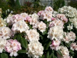 Rhododendron 'Schneekrone' 12 Rhododendron 'Schneekrone' -Deutschland Garten Funk Verkaufs-Shop rhododendron schneekrone m002376 w 0