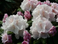Rhododendron 'Schneekrone' 11 Rhododendron 'Schneekrone' -Deutschland Garten Funk Verkaufs-Shop rhododendron schneekrone m002376 w 1