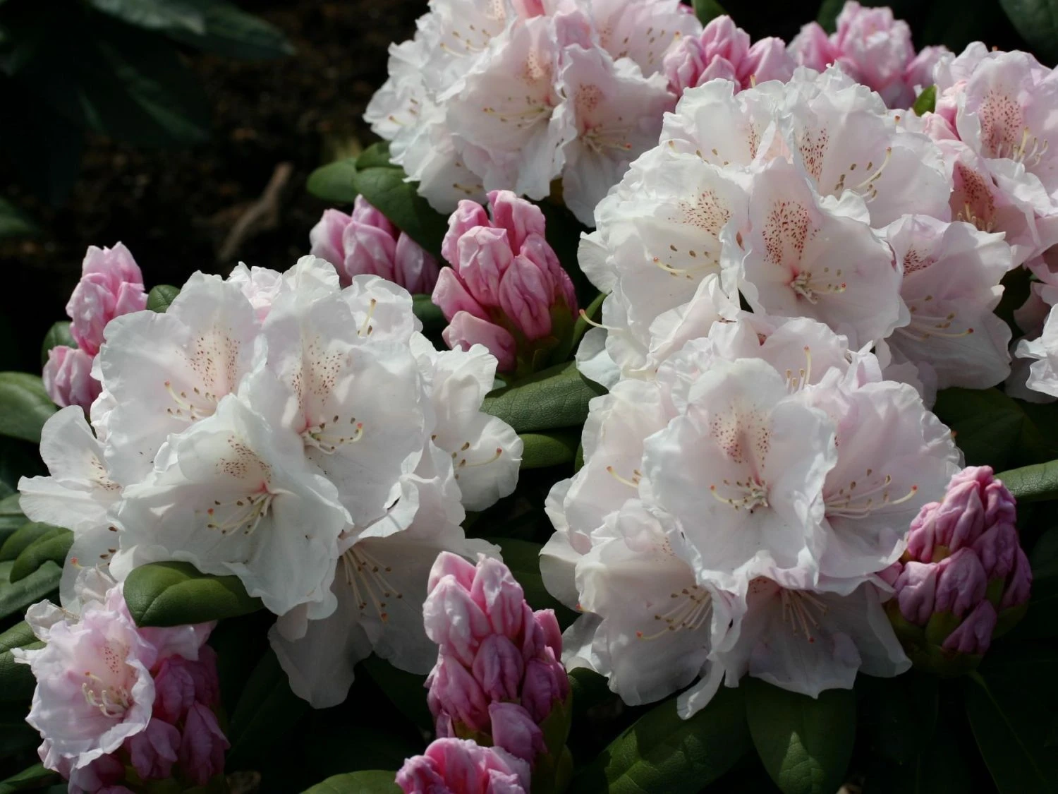 Rhododendron 'Schneekrone' 3 Rhododendron 'Schneekrone' – Bild 3