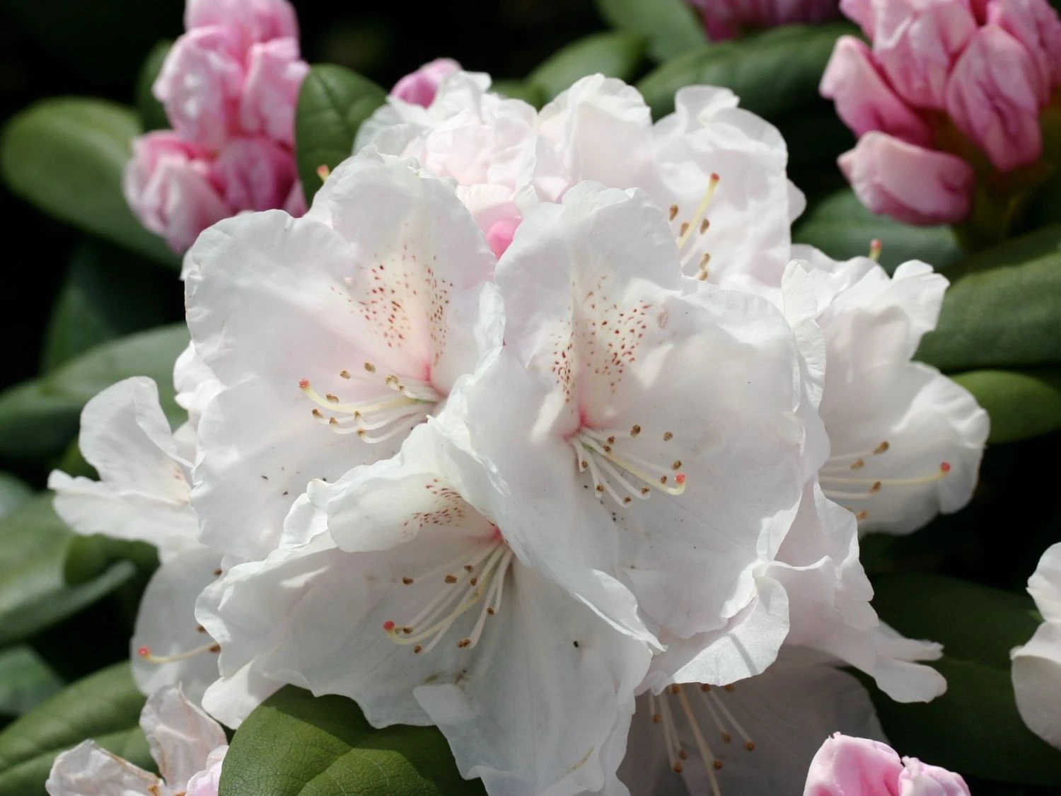 Rhododendron 'Schneekrone' 8 Rhododendron 'Schneekrone' – Bild 8
