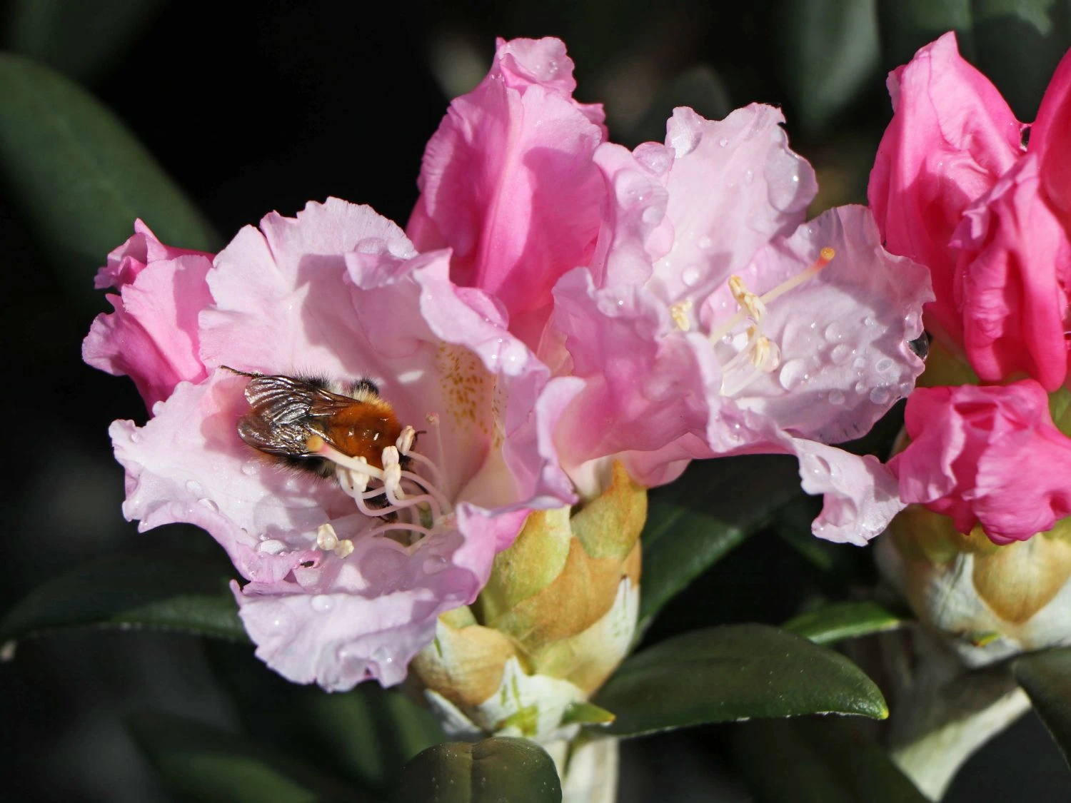 Rhododendron 'Schneekrone' 6 Rhododendron 'Schneekrone' – Bild 6