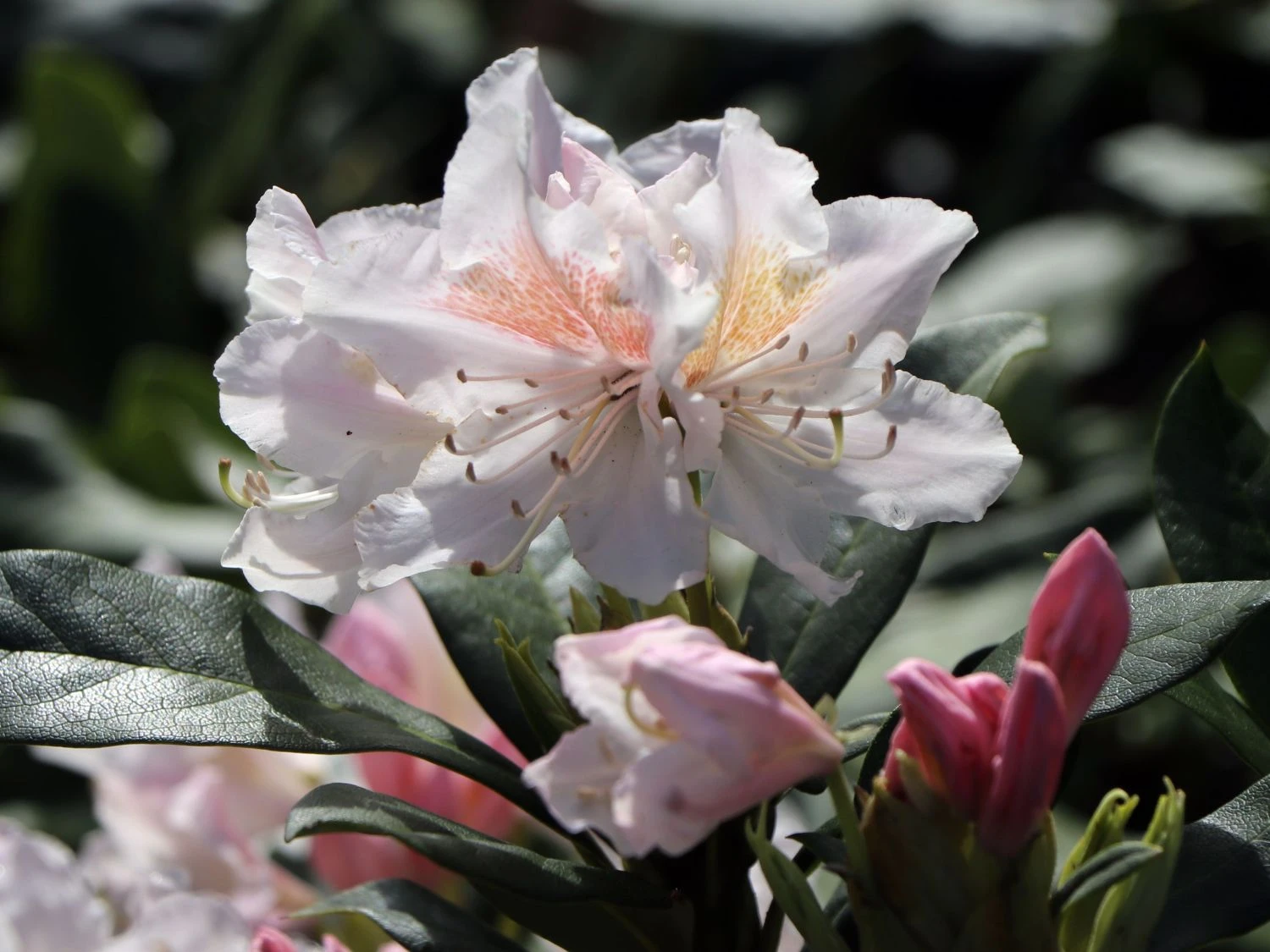 Rhododendron 'Schneekrone' 5 Rhododendron 'Schneekrone' – Bild 5