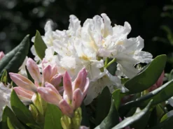 Rhododendron 'Schneekrone' 15 Rhododendron 'Schneekrone' -Deutschland Garten Funk Verkaufs-Shop rhododendron schneekrone m002376 w 5