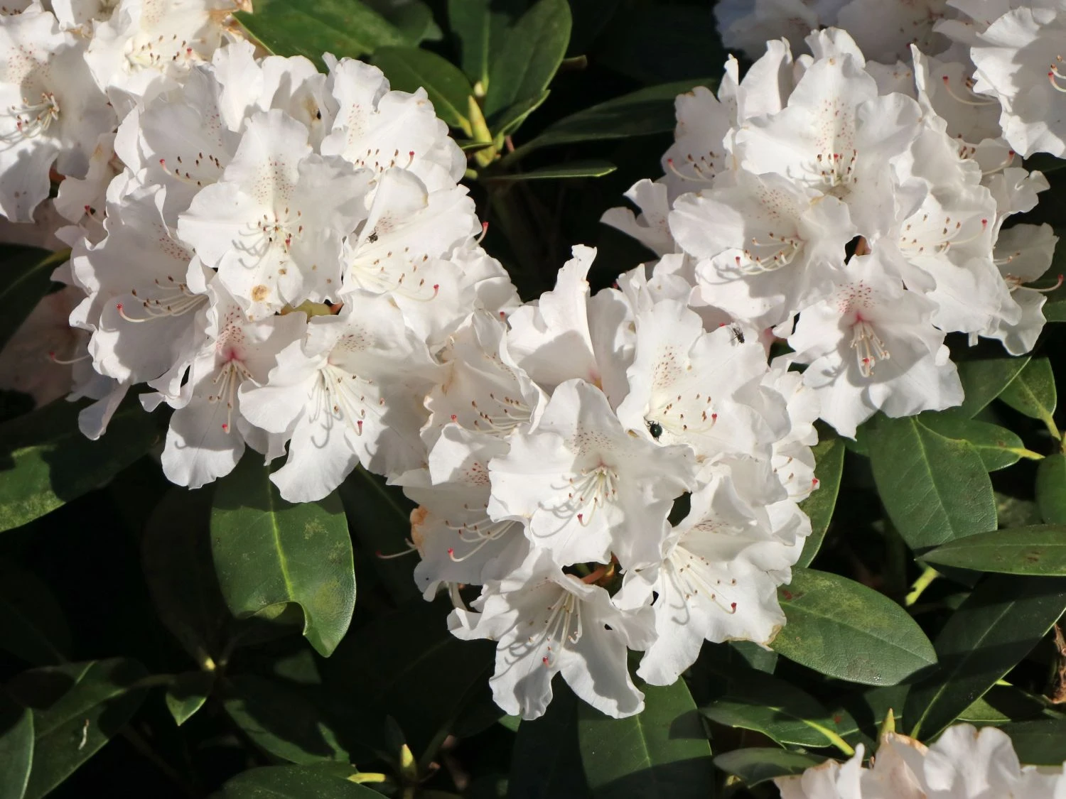 Rhododendron 'Schneekrone' 2 Rhododendron 'Schneekrone' – Bild 2
