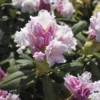 Rhododendron 'Schneewolke'