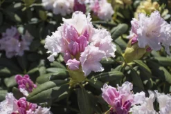 Rhododendron 'Schneewolke'