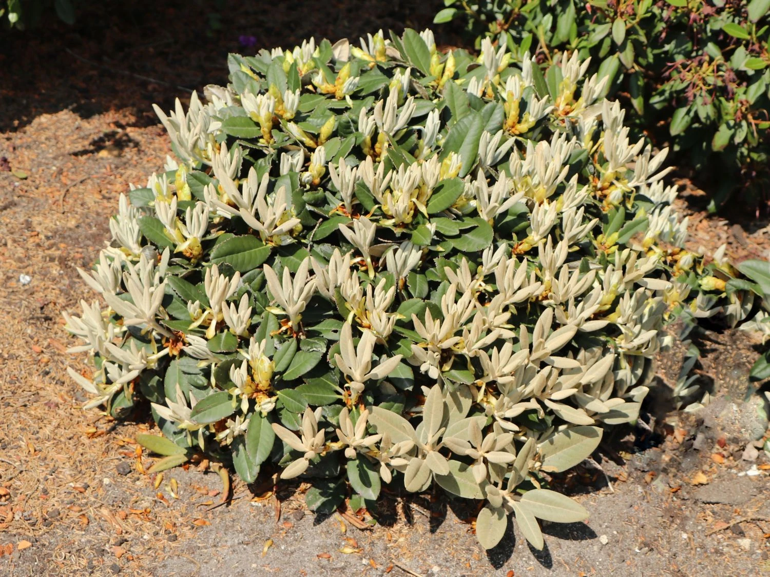 Rhododendron 'Silbervelours' 4 Rhododendron 'Silbervelours' – Bild 4