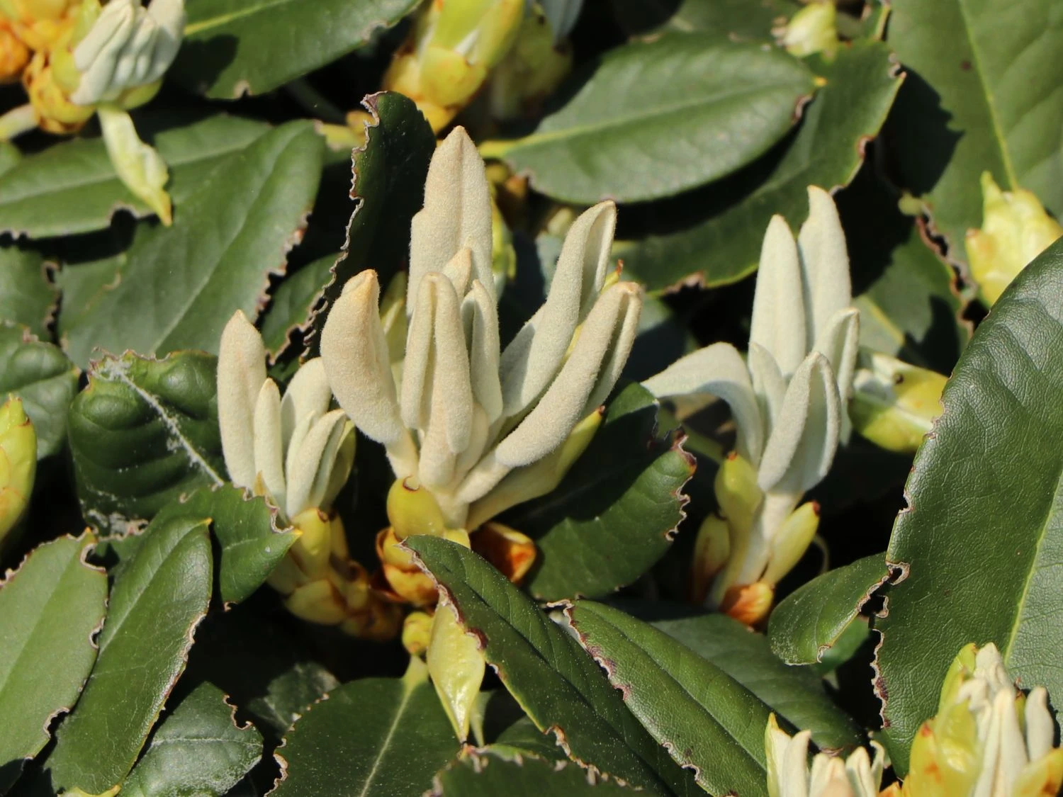 Rhododendron 'Silbervelours' 3 Rhododendron 'Silbervelours' – Bild 3