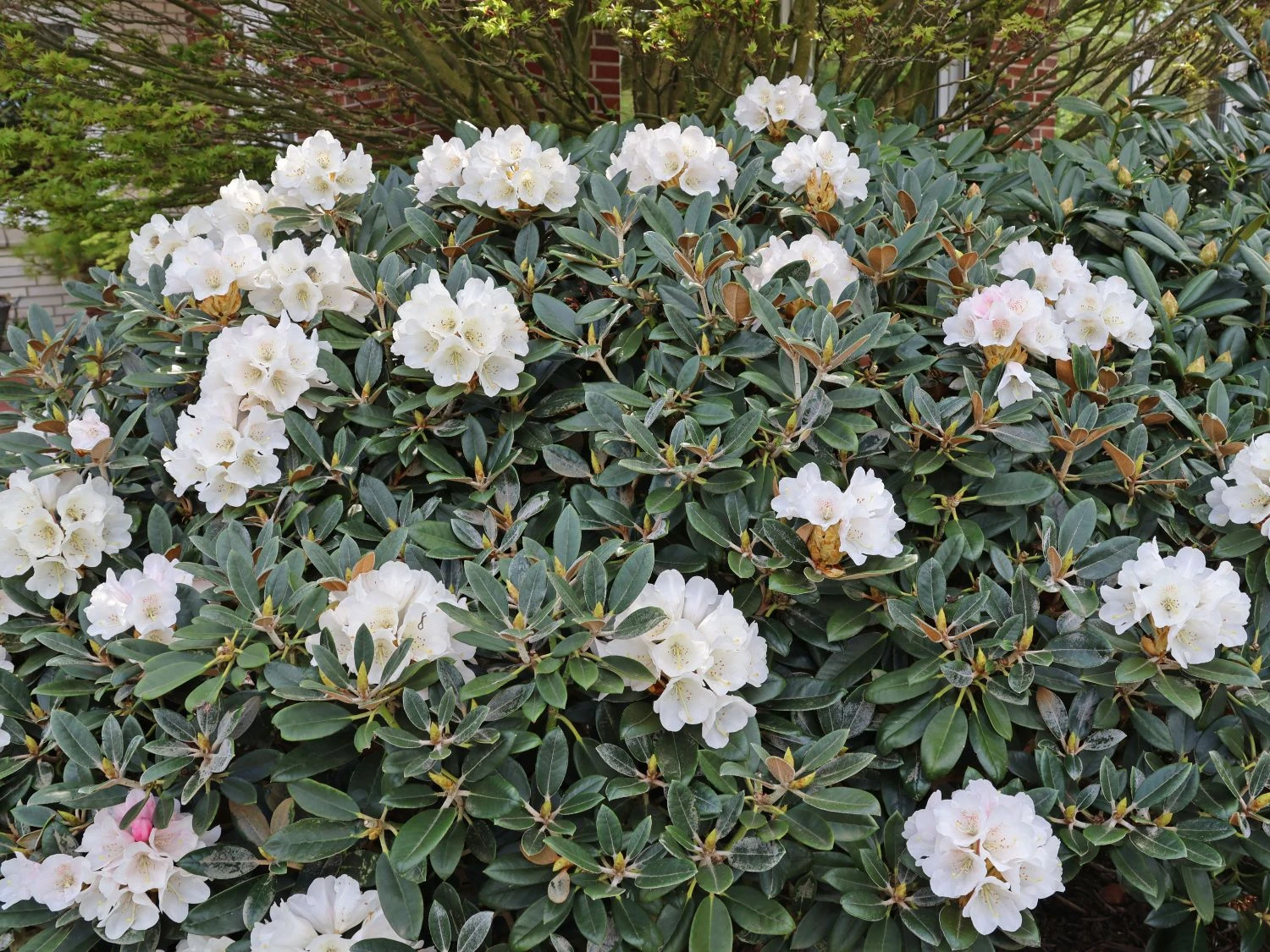 Rhododendron 'Silbervelours' 2 Rhododendron 'Silbervelours' – Bild 2