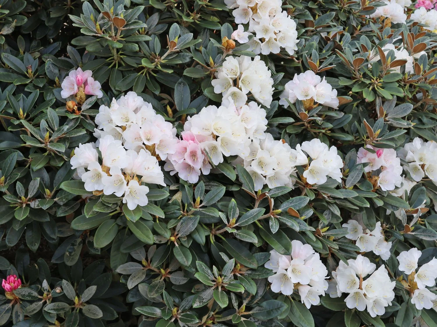 Rhododendron 'Silbervelours' 5 Rhododendron 'Silbervelours' – Bild 5