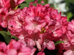 Rhododendron 'Sneezy'