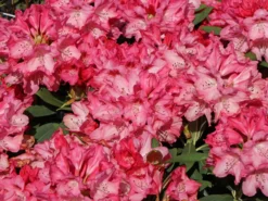 Rhododendron 'Sneezy' -Deutschland Garten Funk Verkaufs-Shop rhododendron sneezy m005024 w 0