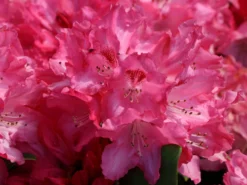 Rhododendron 'Sneezy' -Deutschland Garten Funk Verkaufs-Shop rhododendron sneezy m005024 w 1