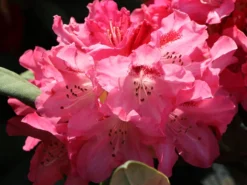 Rhododendron 'Sneezy' -Deutschland Garten Funk Verkaufs-Shop rhododendron sneezy m005024 w 3